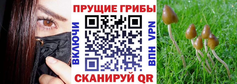 Купить закладки  Кашин  Галлюциногенные грибы GOLDEN TEACHER 